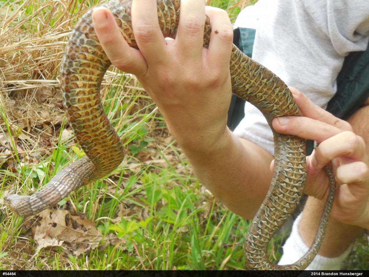 Northern Watersnake