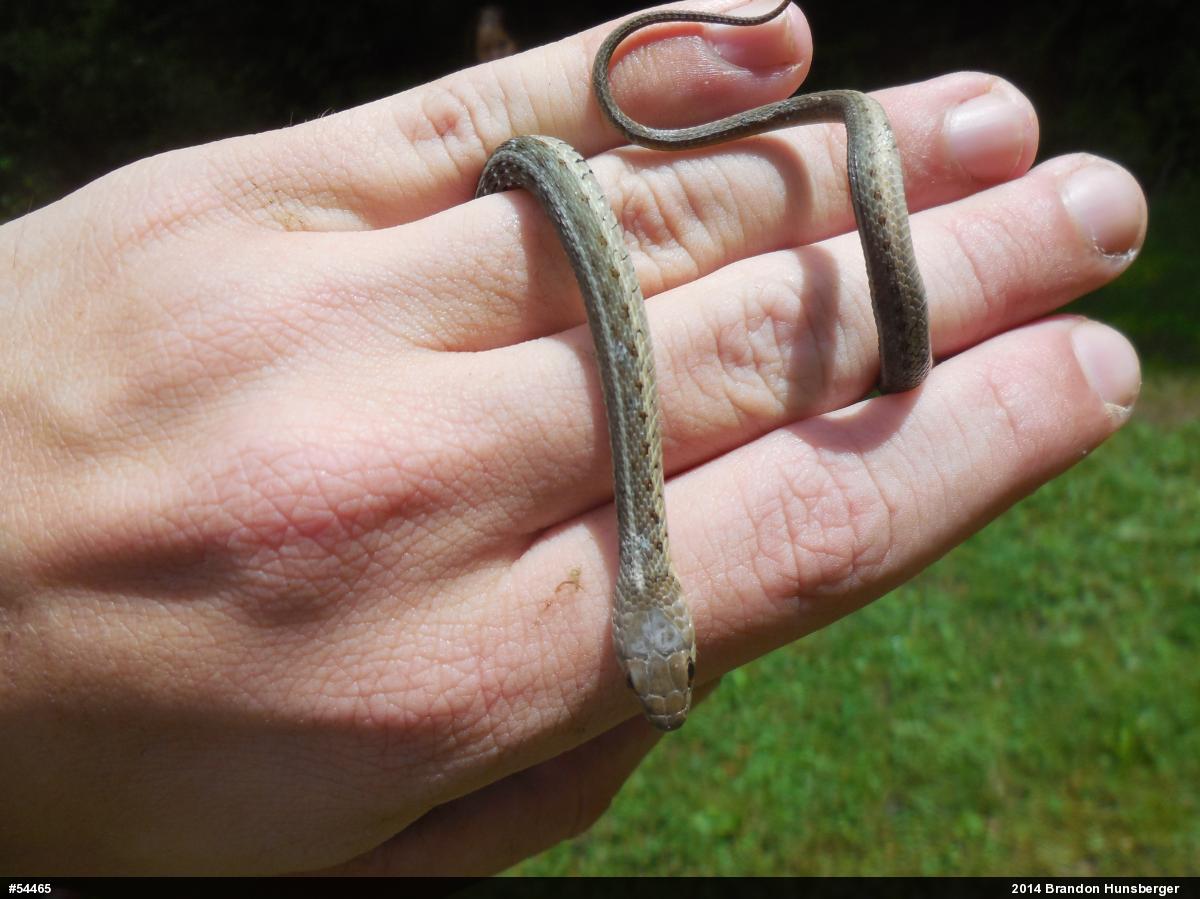 Eastern Gartersnake