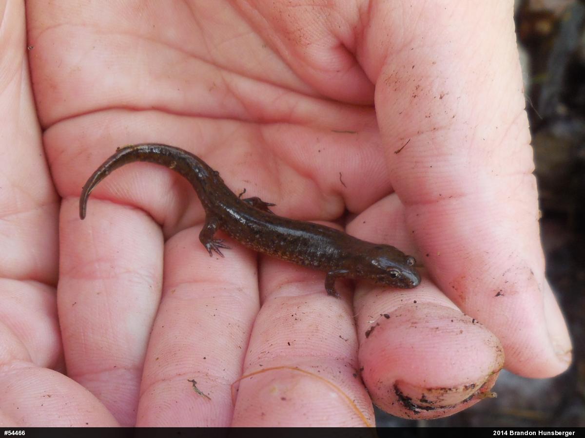 Northern Dusky Salamander