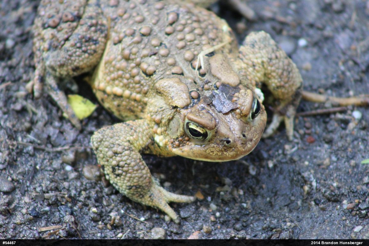 Eastern American Toad