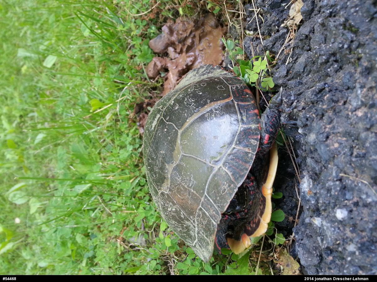 Eastern Painted Turtle