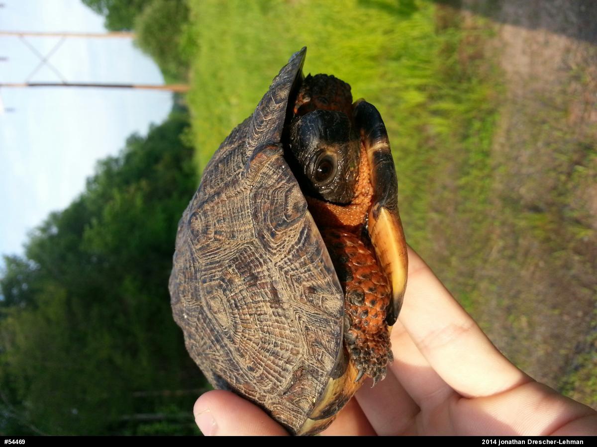 Wood Turtle