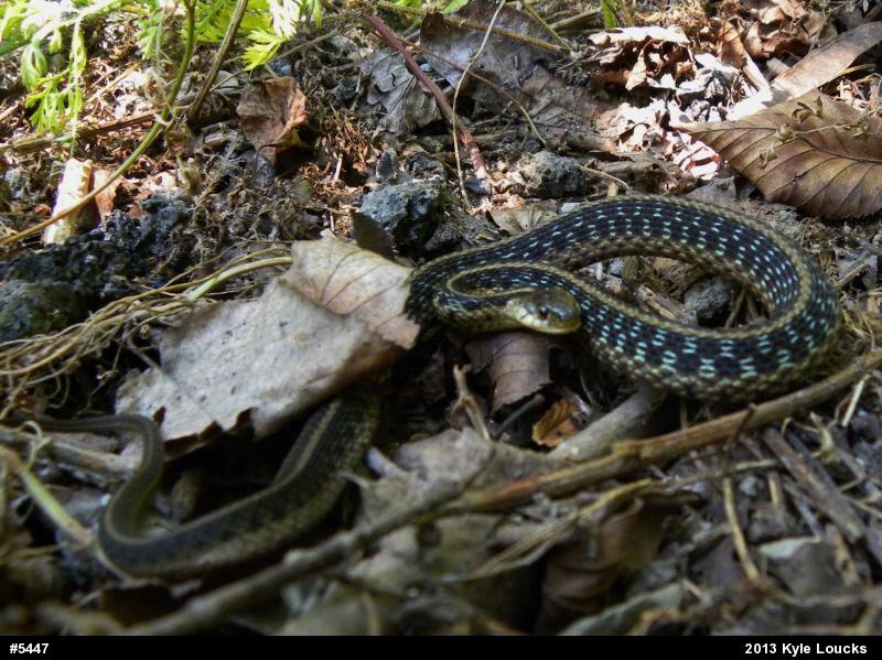 Eastern Gartersnake