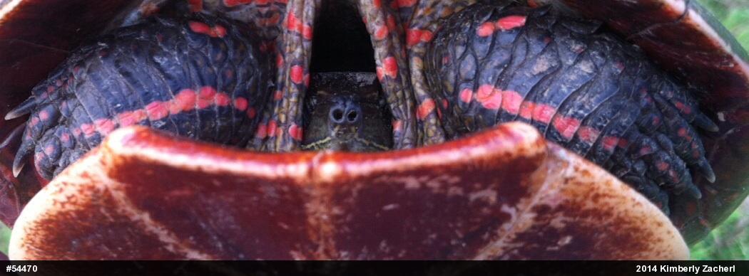 Midland Painted Turtle
