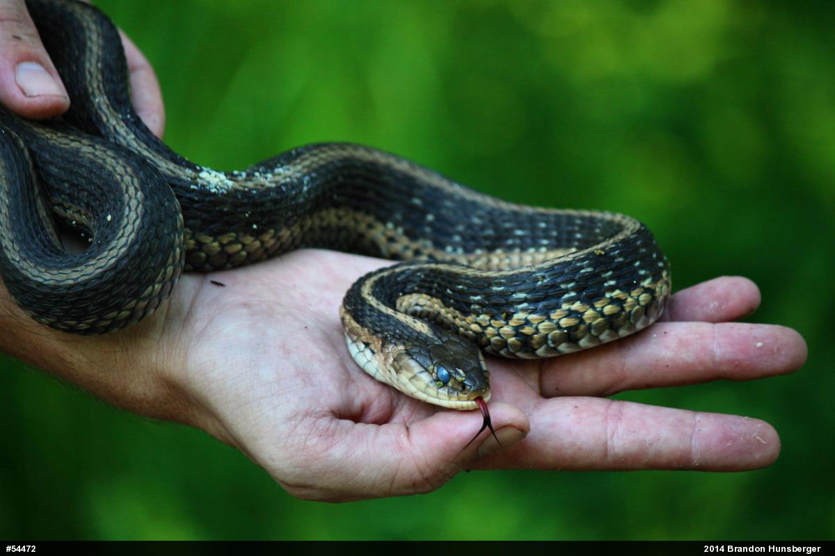 Eastern Gartersnake