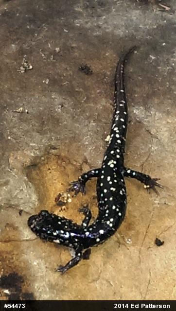 Northern Slimy Salamander