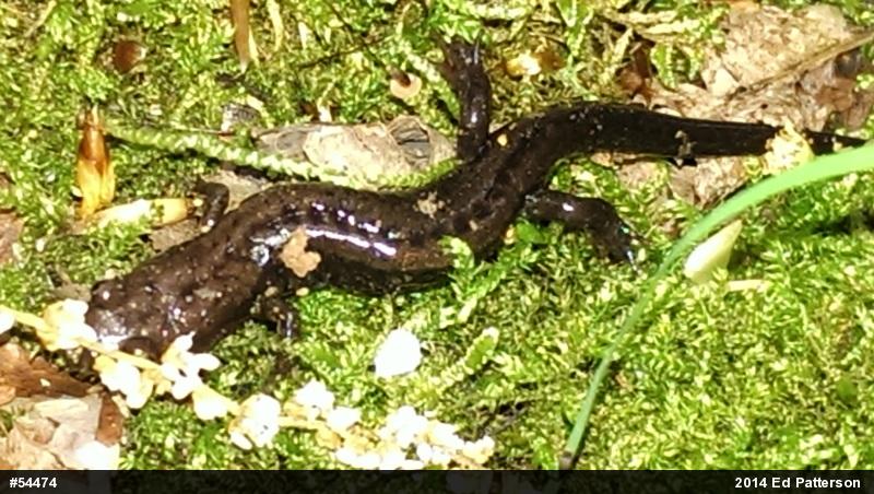 Allegheny Mountain Dusky Salamander