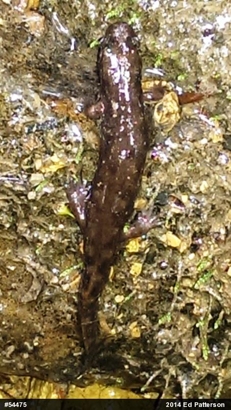 Seal Salamander