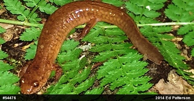 Northern Spring Salamander