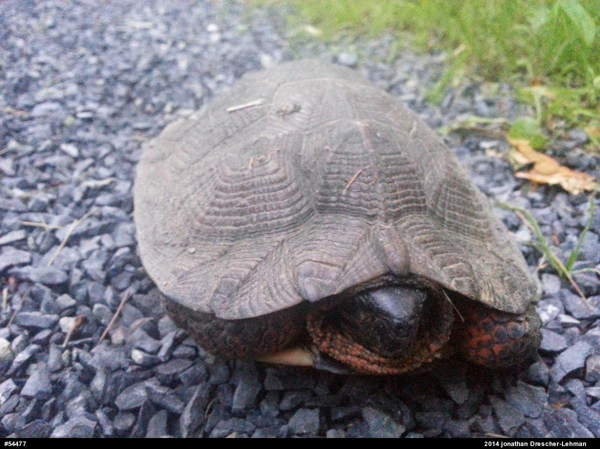 Wood Turtle