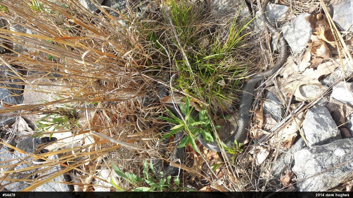Northern Black Racer