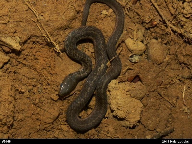 Eastern Gartersnake