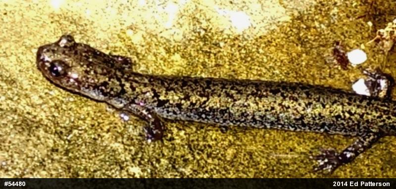 Valley And Ridge Salamander