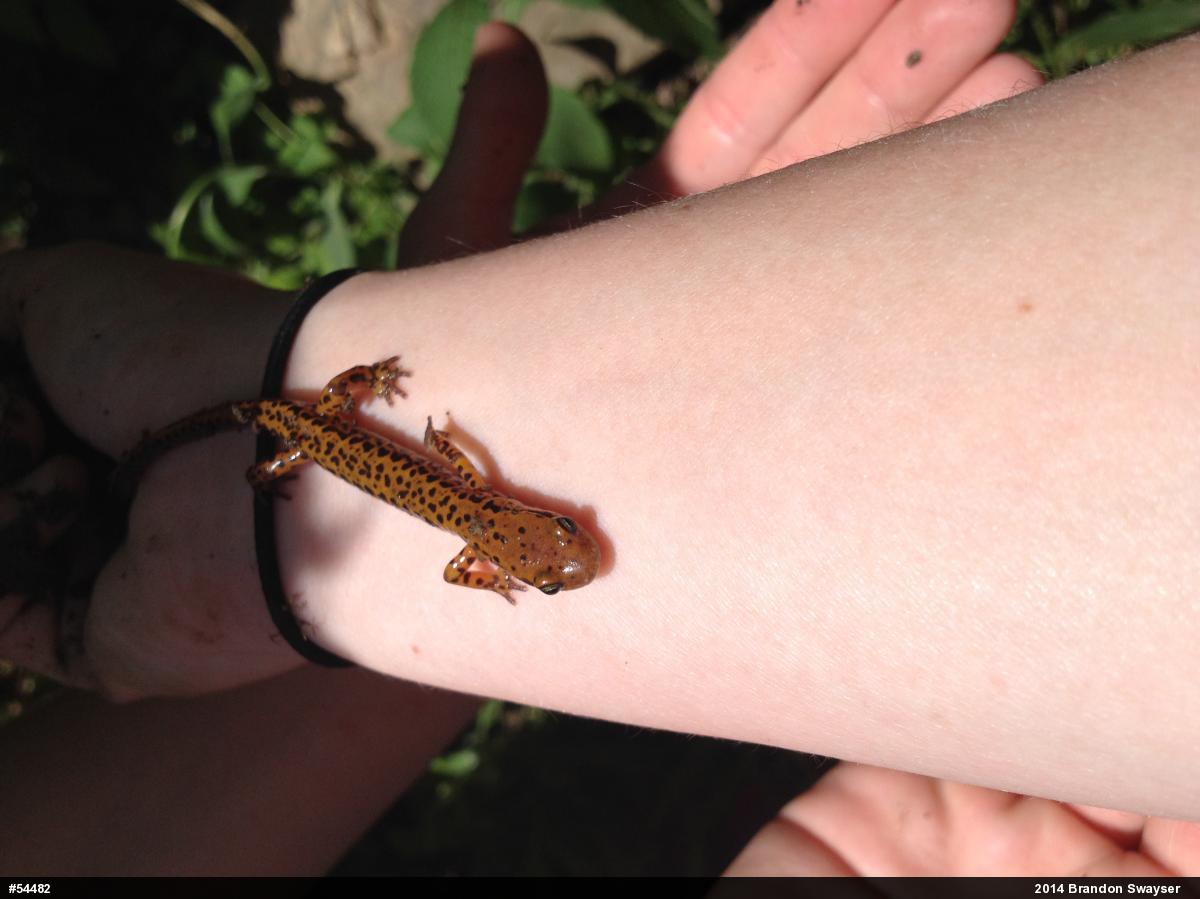 Eastern Long-tailed Salamander