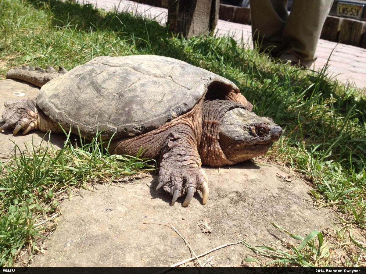 Snapping Turtle