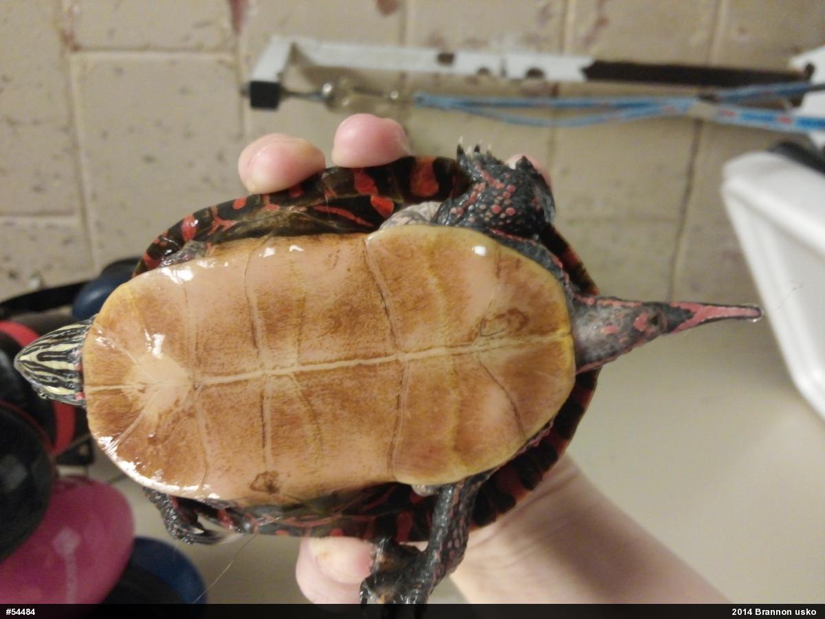 Eastern Painted Turtle