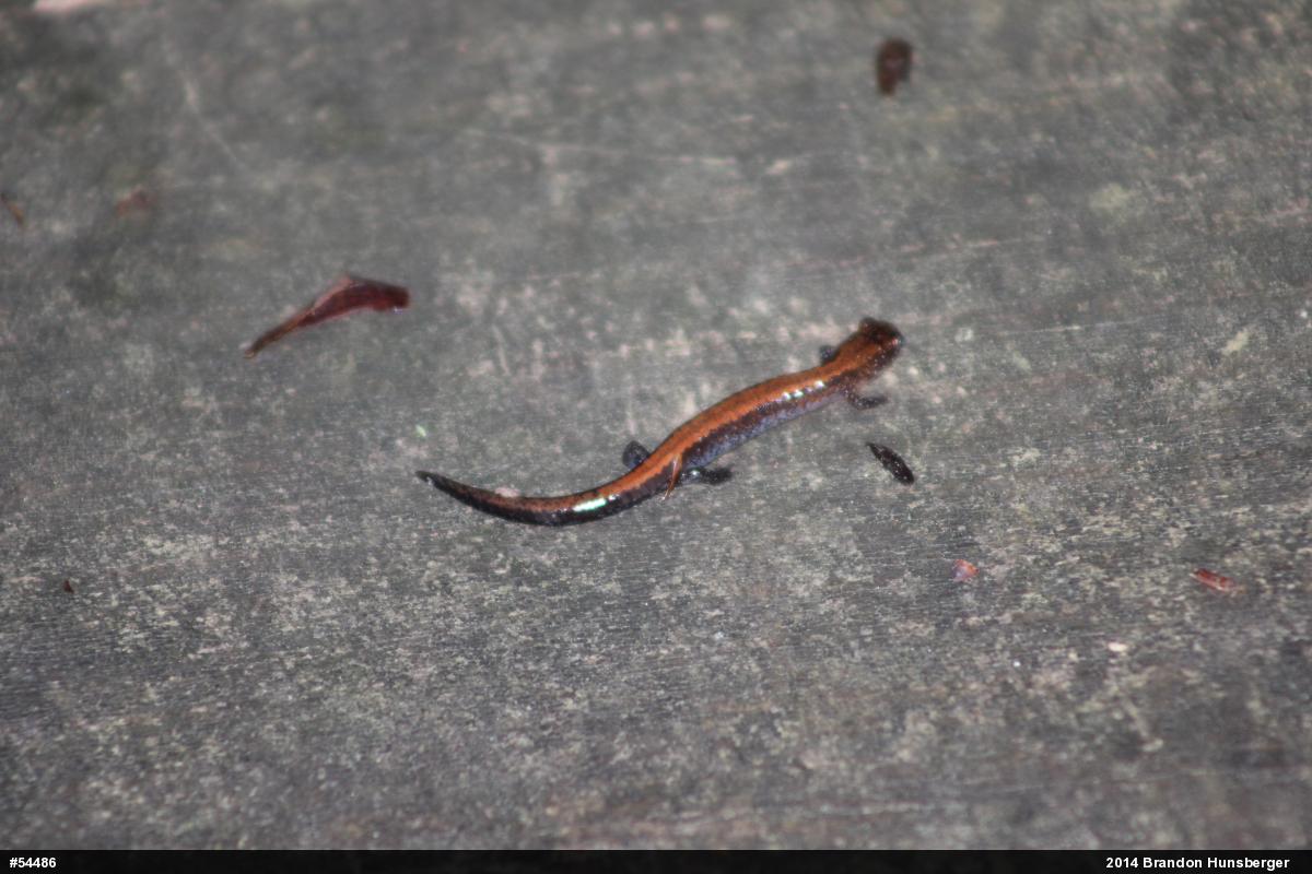Eastern Red-backed  Salamander