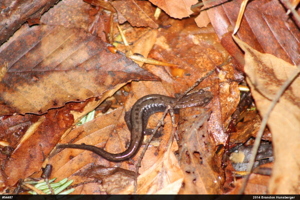 Allegheny Mountain Dusky Salamander