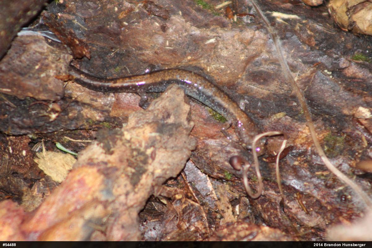 Eastern Red-backed  Salamander