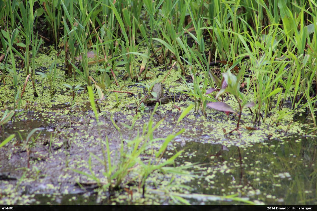Green Frog