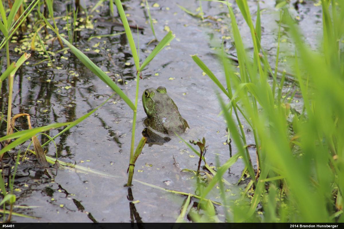 American Bullfrog
