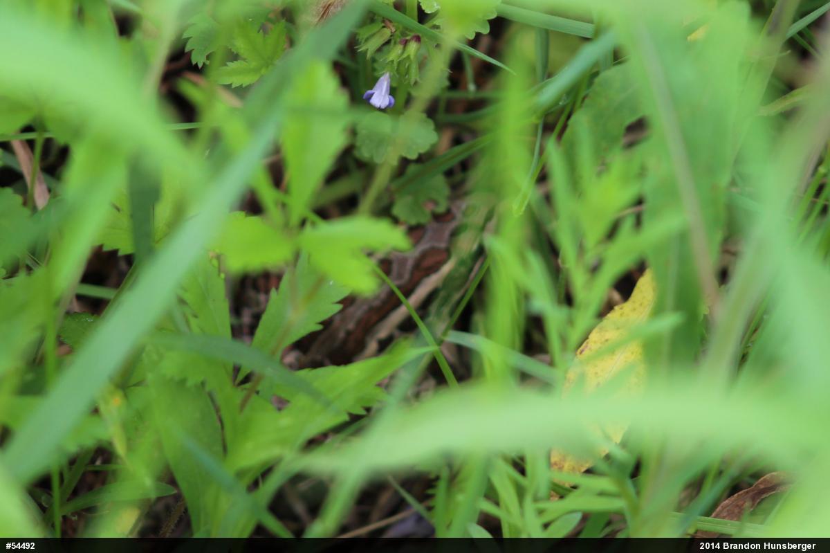Pickerel Frog