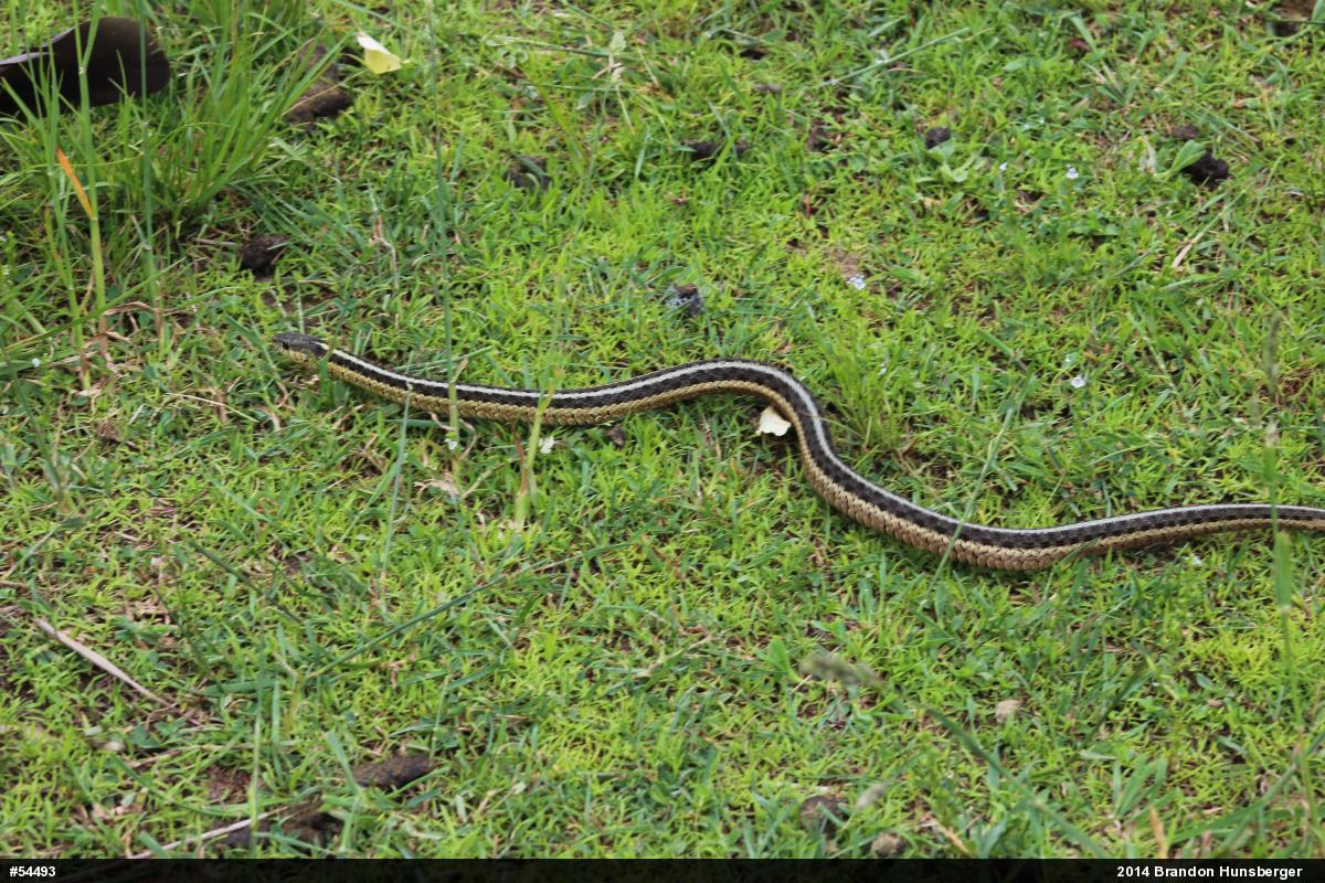 Eastern Gartersnake