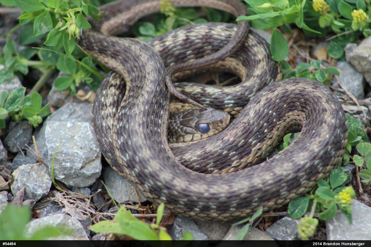 Eastern Gartersnake