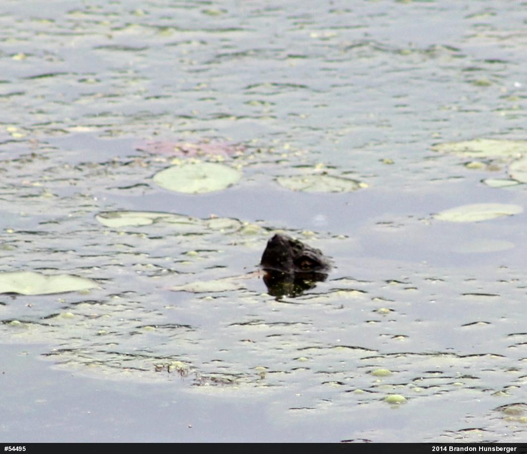 Snapping Turtle