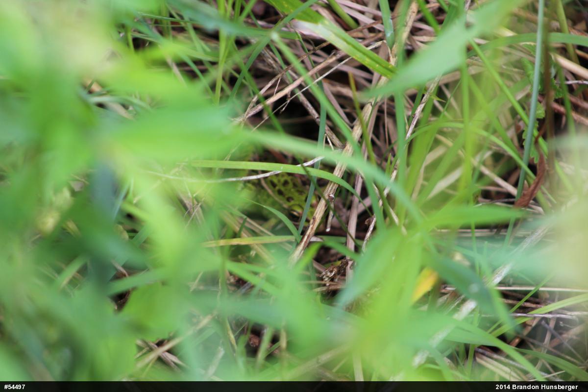 Northern Leopard Frog