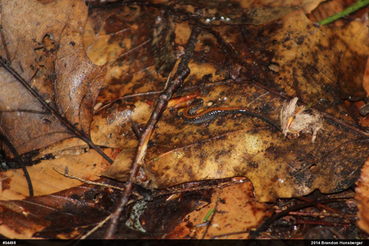 Eastern Red-backed  Salamander