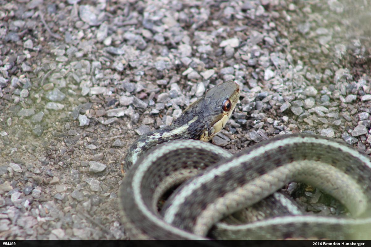 Eastern Gartersnake