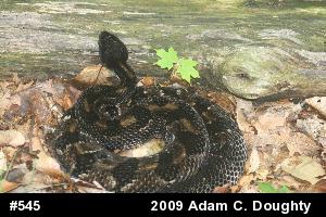 Timber Rattlesnake