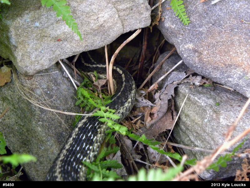 Eastern Gartersnake