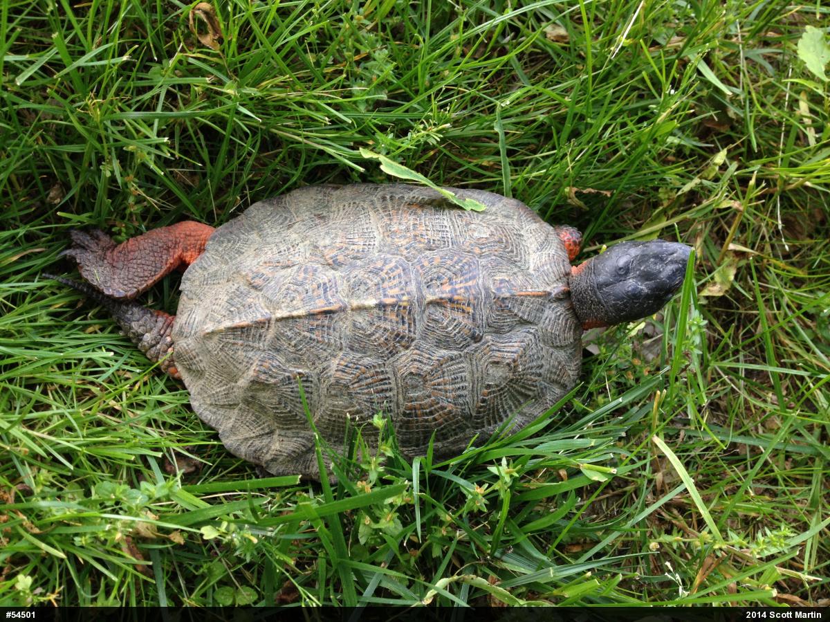 Wood Turtle