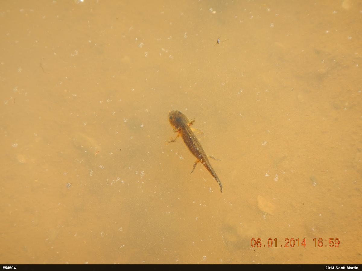Mole Salamanders