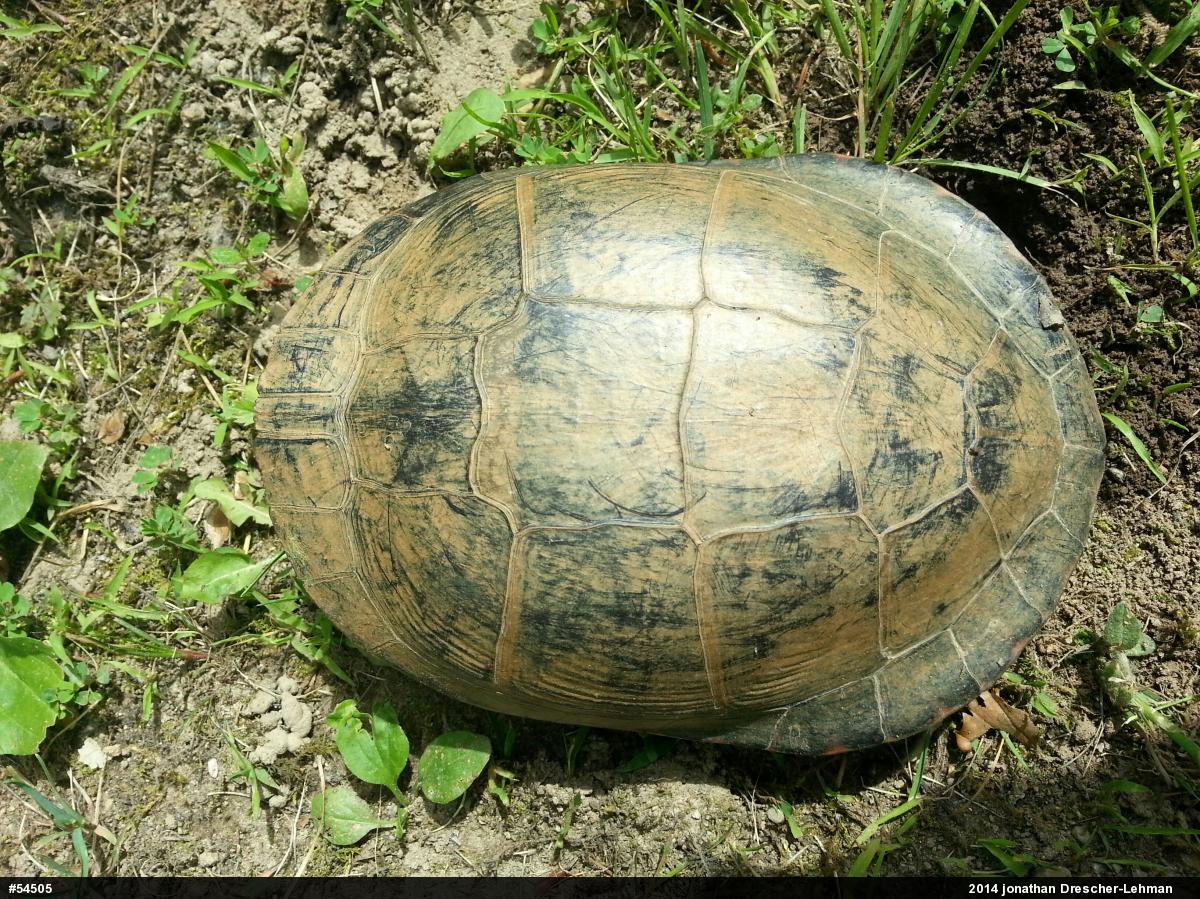 Eastern Painted Turtle