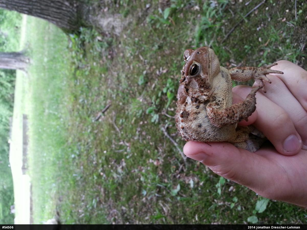 Eastern American Toad