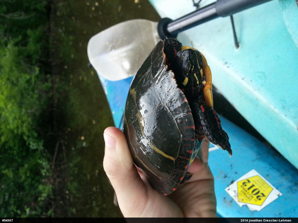 Eastern Painted Turtle