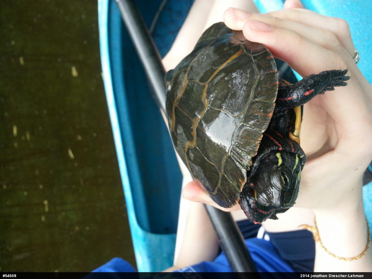 Eastern Painted Turtle