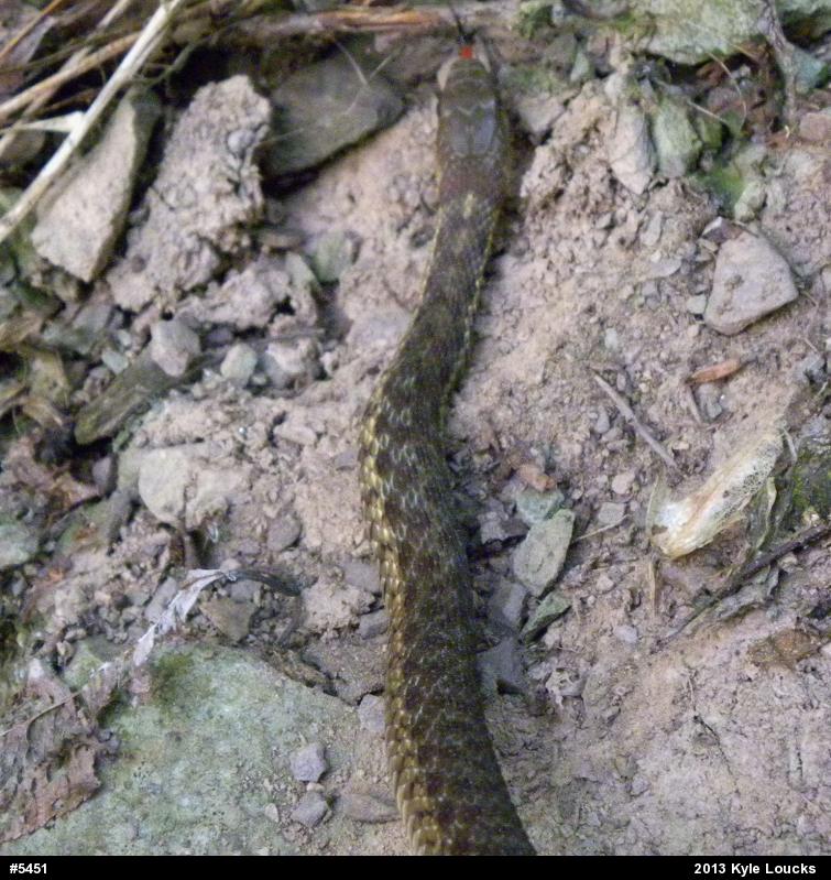 Eastern Gartersnake