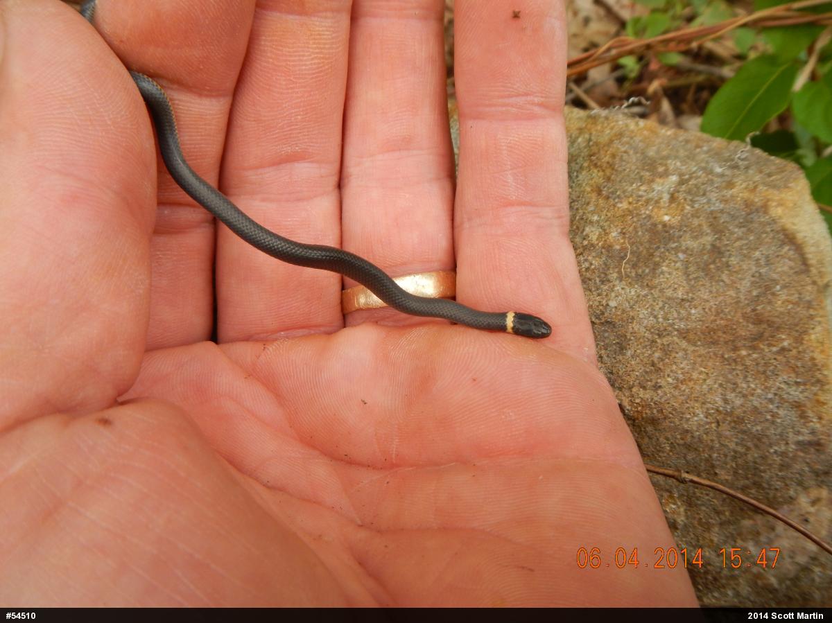 Northern Ring-necked Snake