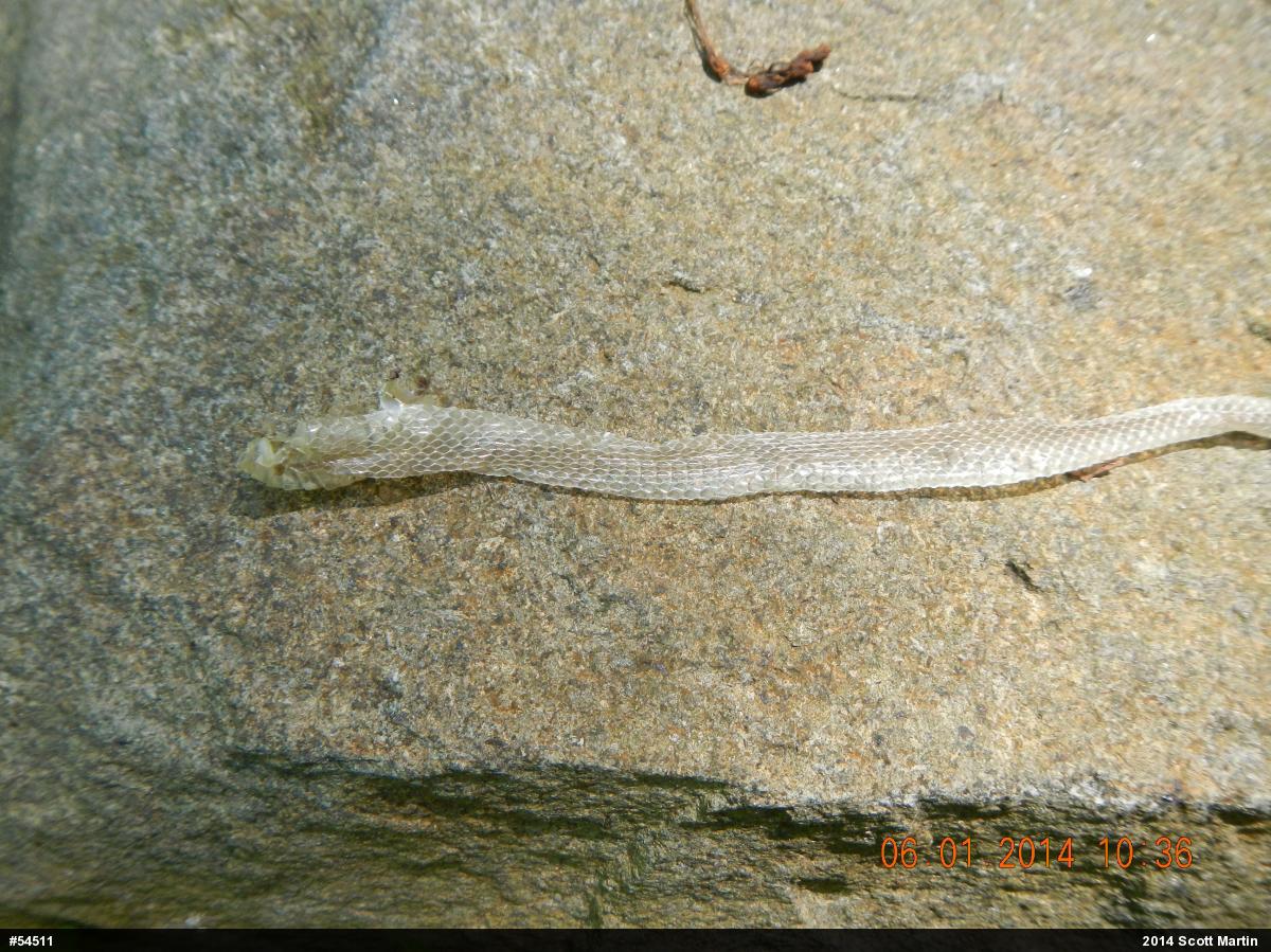 Northern Ring-necked Snake