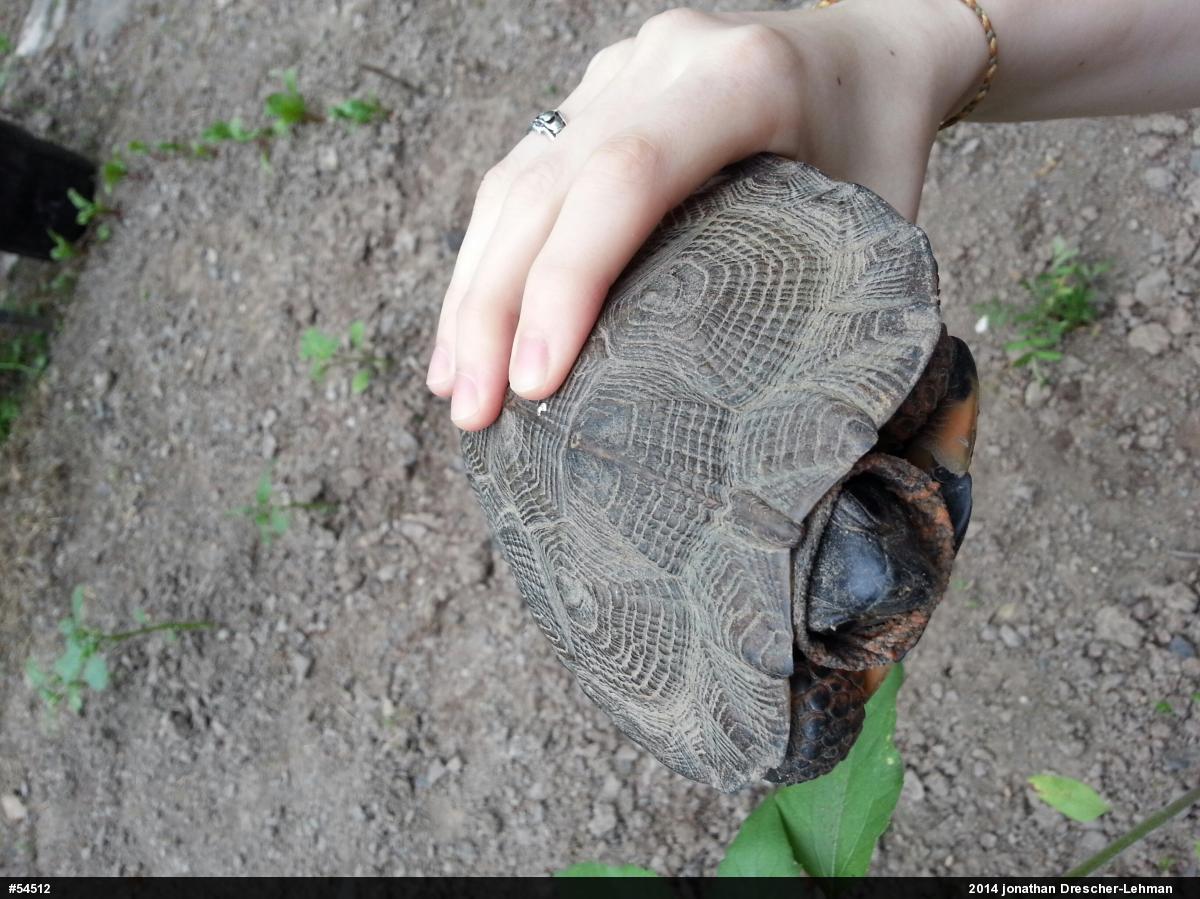 Wood Turtle