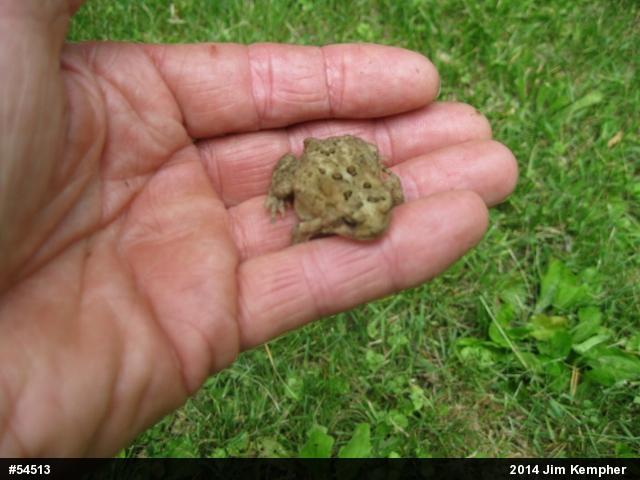 Eastern American Toad