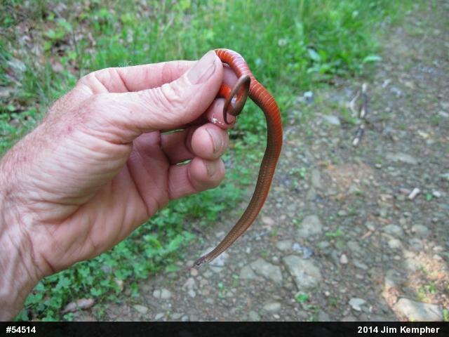 Red-bellied Snake