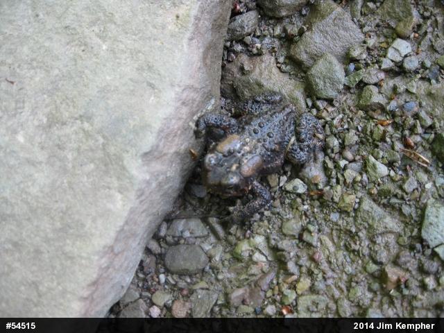 Eastern American Toad