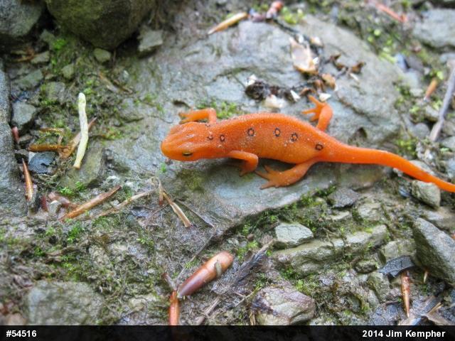 Red-spotted Newt