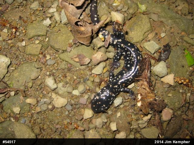 Northern Slimy Salamander