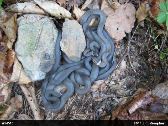 Northern Ring-necked Snake
